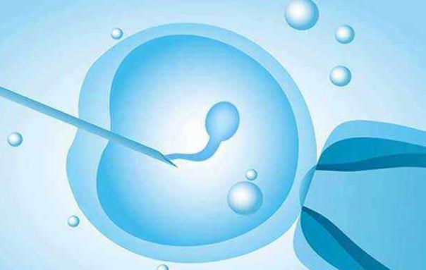鲜胚和冻胚移植着床时间曝光，揭示8细胞胚胎着床的关键因素